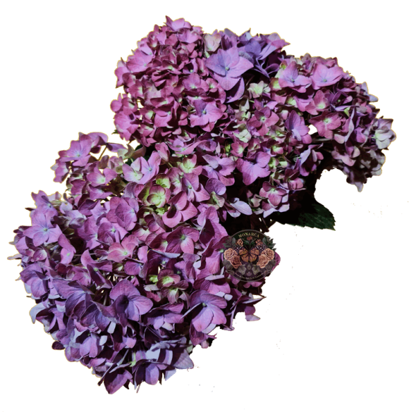 Hortensia