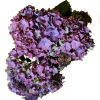 Hortensia