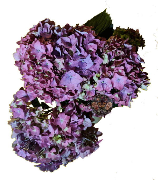 Hortensia
