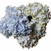 Hortensia