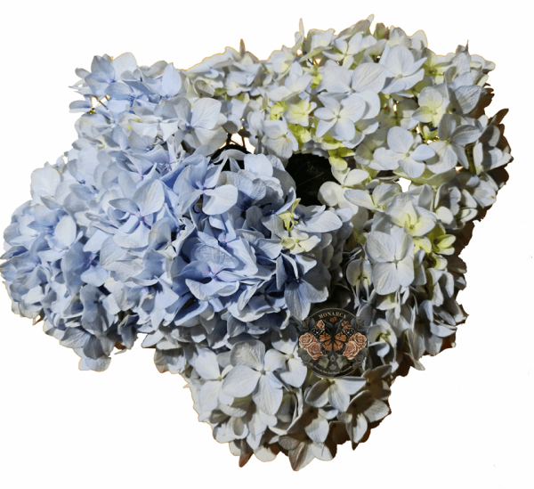 Hortensia