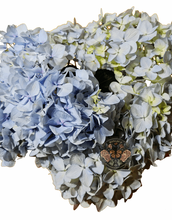 HORTENCIA 3 Hortensia
