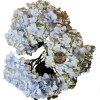 Hortensia