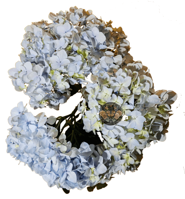 Hortensia
