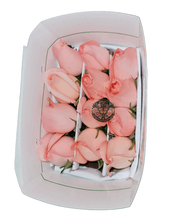 Pink Mondial FRENTE Engagement