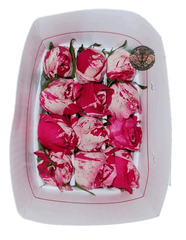 SUTIN ROSA Sutin