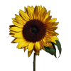 girasoles Girasoles