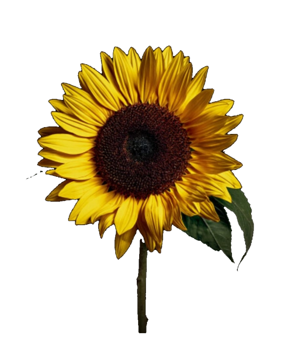 girasoles Girasoles