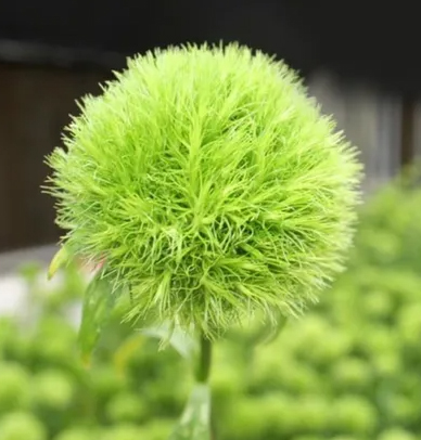 green bold Green Ball
