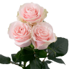 pink mondial Engagement