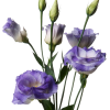 Lisianthus Lisianthus