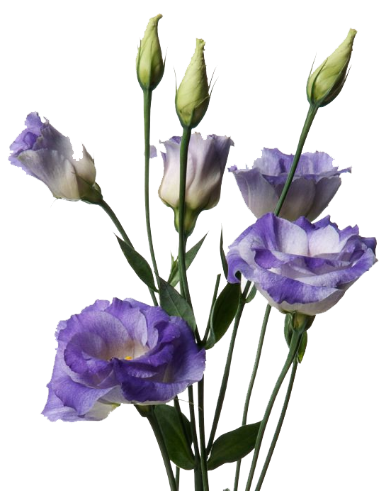 Lisianthus Lisianthus