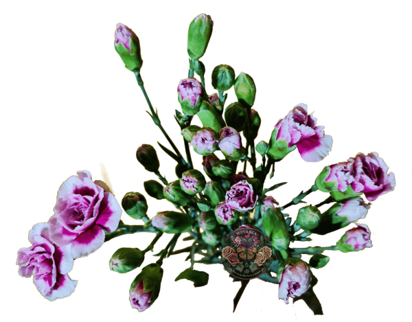 MINI CLAVEL 4 Mini Clavel