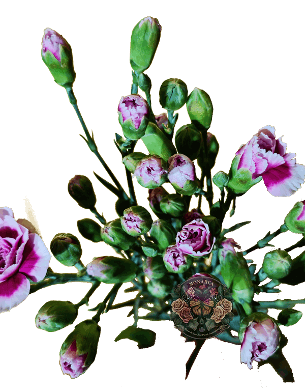 MINI CLAVEL 4 Mini Clavel