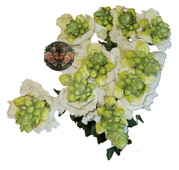 Snapdragon