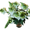 Snapdragon