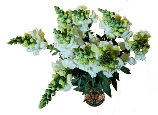 Snapdragon