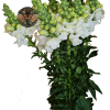 Snapdragon