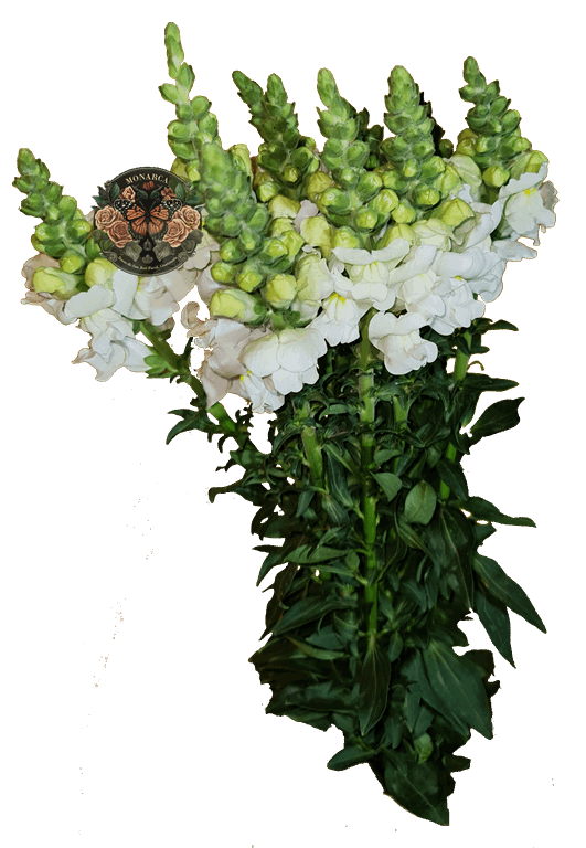 Snapdragon
