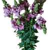 Snapdragon