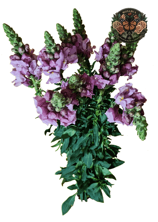 Snapdragon