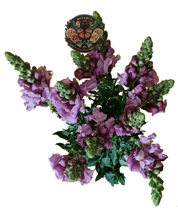 Snapdragon