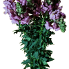 Snapdragon