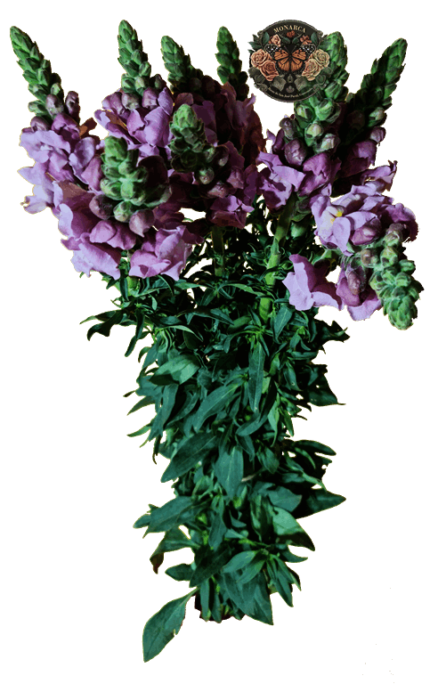 Snapdragon