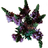 Snapdragon