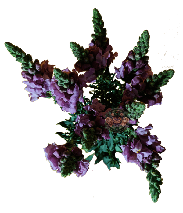 Snapdragon