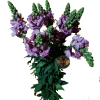 Snapdragon