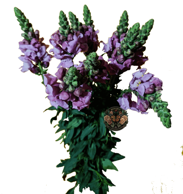 Snapdragon