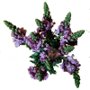 Snapdragon