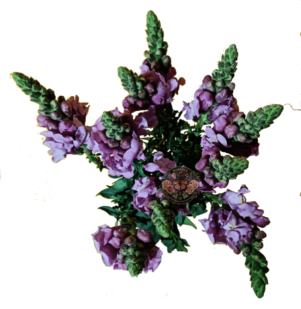 Snapdragon