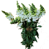 Snapdragon