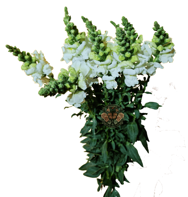 Snapdragon